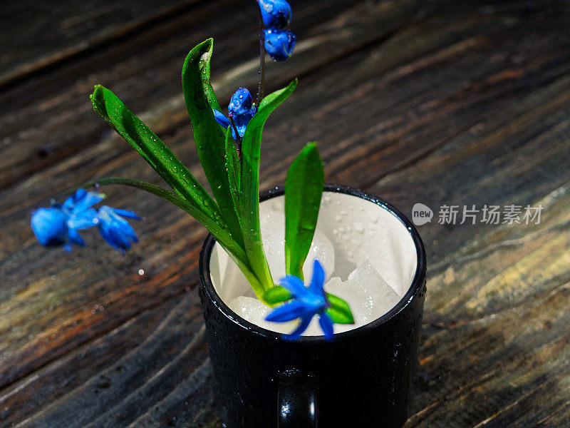 黑色的仍然有蓝色的花(scilla siberica)